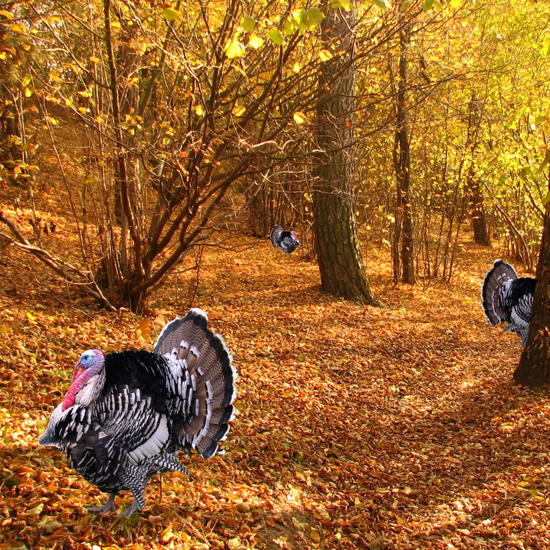 Free Thanksgiving Wallpapers for iPad: Turkey 22